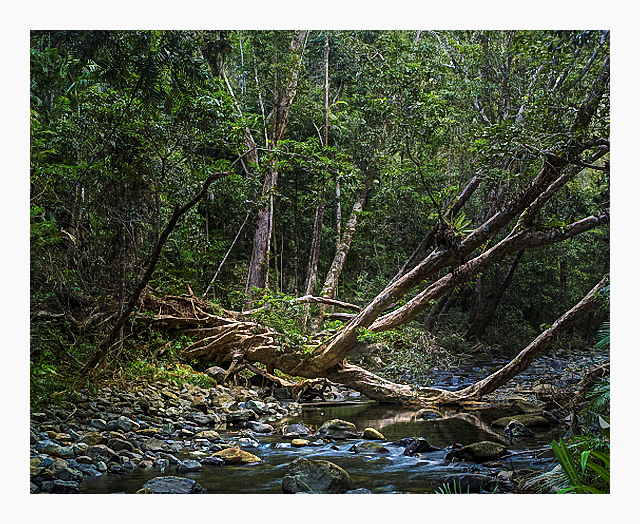 Les Walkling - Emmagen Creek Daintree 2018