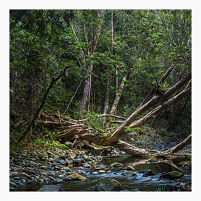 Les Walkling Daintree 2018